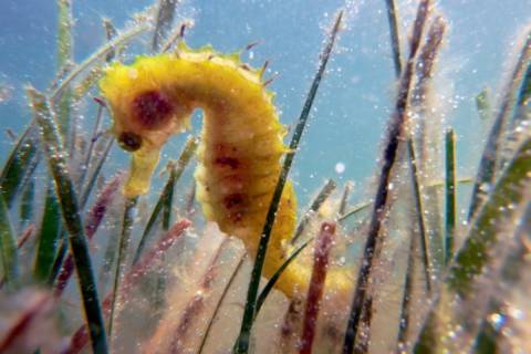 Un caballito de mar en el Mar Menor, una de las fotografías de la muestra.